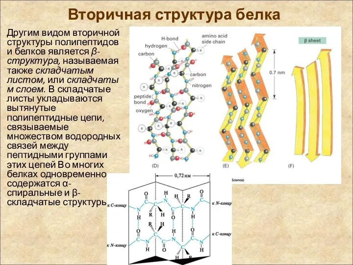 Вторичная структура белка Другим видом вторичной структуры полипептидов и белков