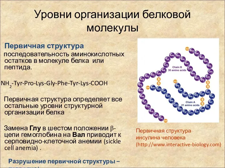 Уровни организации белковой молекулы Первичная структура последовательность аминокислотных остатков в