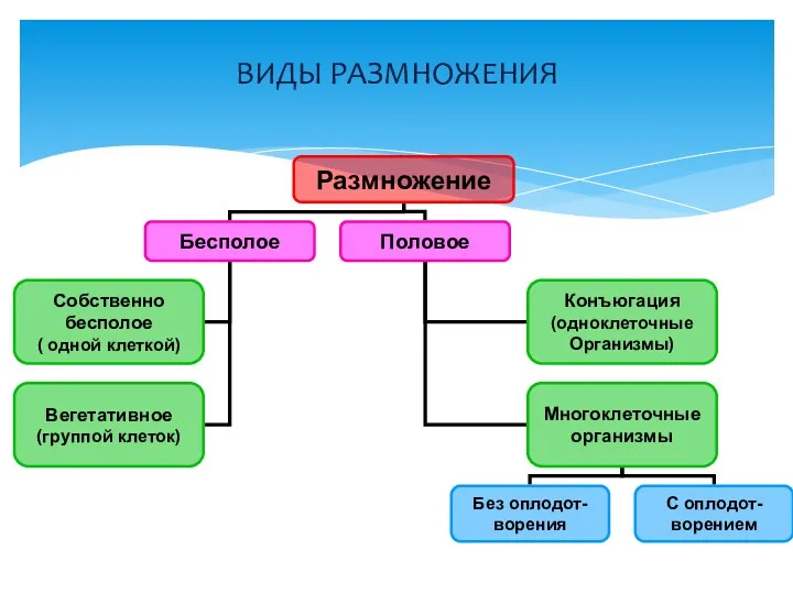 ВИДЫ РАЗМНОЖЕНИЯ