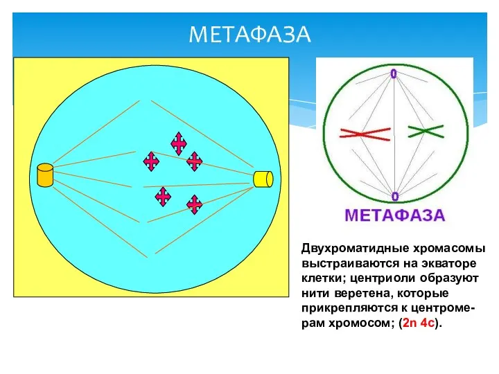 МЕТАФАЗА Двухроматидные хромасомы выстраиваются на экваторе клетки; центриоли образуют нити