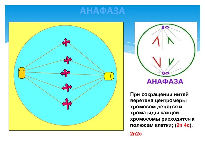 АНАФАЗА При сокращении нитей веретена центромеры хромосом делятся и хроматиды