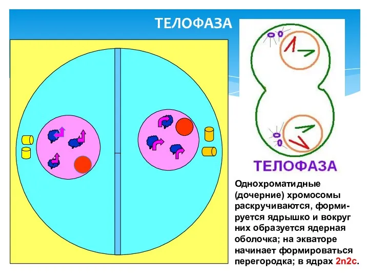 ТЕЛОФАЗА Однохроматидные (дочерние) хромосомы раскручиваются, форми-руется ядрышко и вокруг них