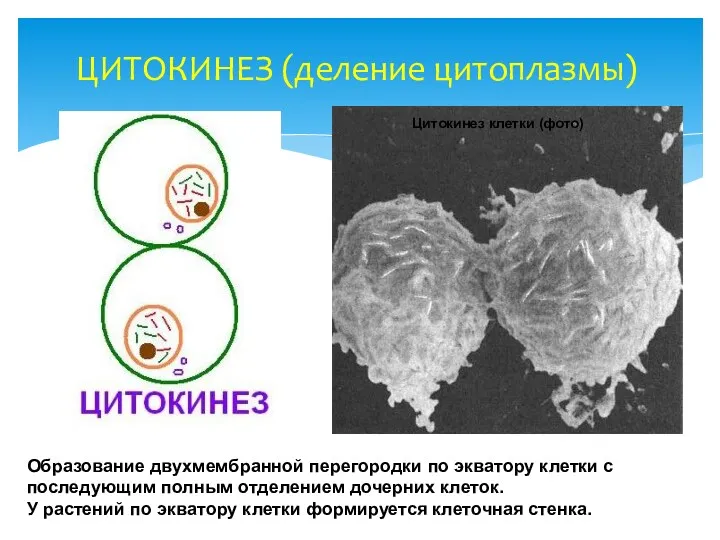 ЦИТОКИНЕЗ (деление цитоплазмы) Образование двухмембранной перегородки по экватору клетки с