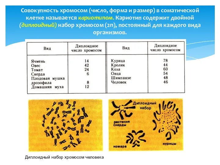 Совокупность хромосом (число, форма и размер) в соматической клетке называется