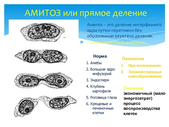 АМИТОЗ или прямое деление Амитоз – это деление интерфазного ядра