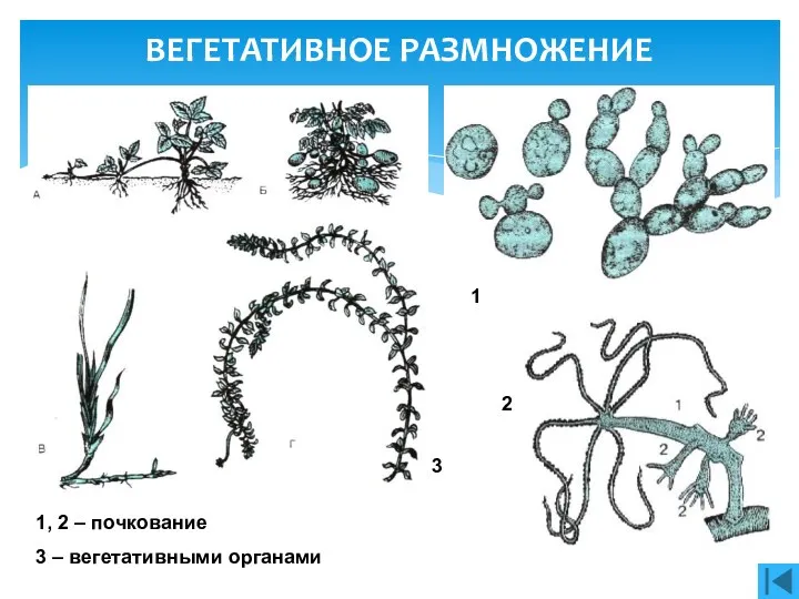 ВЕГЕТАТИВНОЕ РАЗМНОЖЕНИЕ 1 2 3 1, 2 – почкование 3 – вегетативными органами