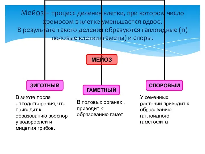 Мейоз – процесс деления клетки, при котором число хромосом в