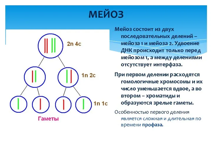 МЕЙОЗ Мейоз состоит из двух последовательных делений – мейоза 1