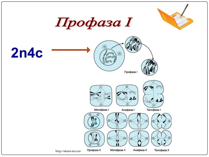 Профаза I 2n4c http://exam-ans.ru/