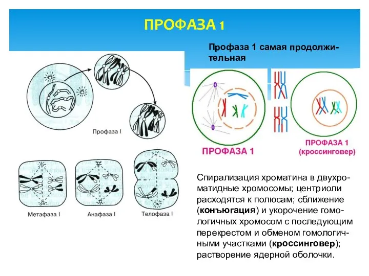 ПРОФАЗА 1 Профаза 1 самая продолжи-тельная Спирализация хроматина в двухро-матидные