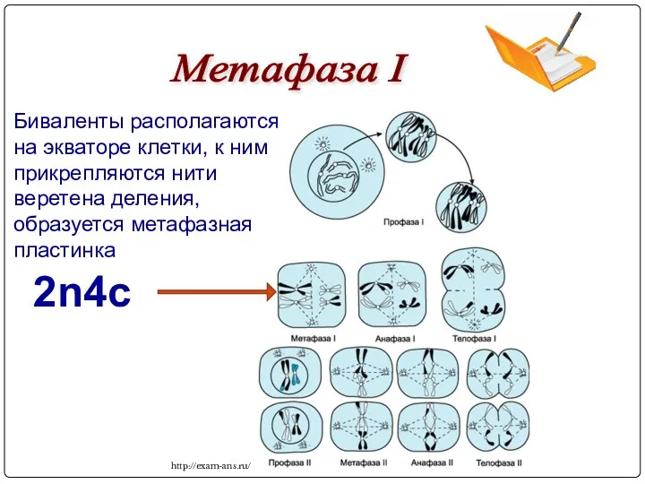 Метафаза I 2n4c http://exam-ans.ru/ Биваленты располагаются на экваторе клетки, к