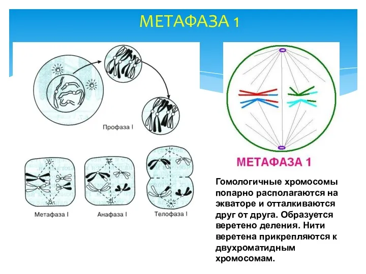 МЕТАФАЗА 1 Гомологичные хромосомы попарно располагаются на экваторе и отталкиваются