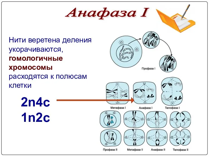 Нити веретена деления укорачиваются, гомологичные хромосомы расходятся к полюсам клетки Анафаза I 2n4c 1n2c