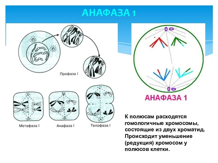 АНАФАЗА 1 К полюсам расходятся гомологичные хромосомы, состоящие из двух