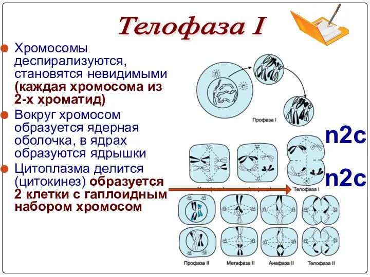 Телофаза I n2c n2c Хромосомы деспирализуются, становятся невидимыми (каждая хромосома