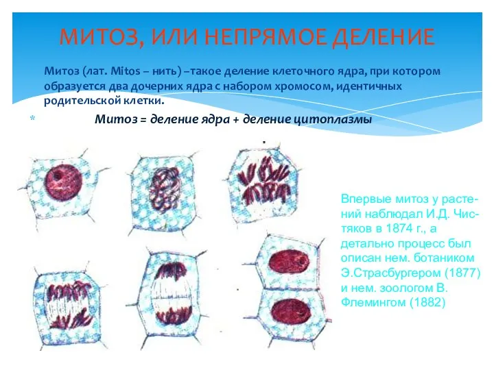 МИТОЗ, ИЛИ НЕПРЯМОЕ ДЕЛЕНИЕ Митоз (лат. Mitos – нить) –такое