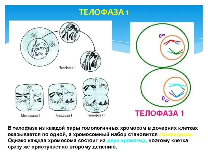 ТЕЛОФАЗА 1 В телофазе из каждой пары гомологичных хромосом в