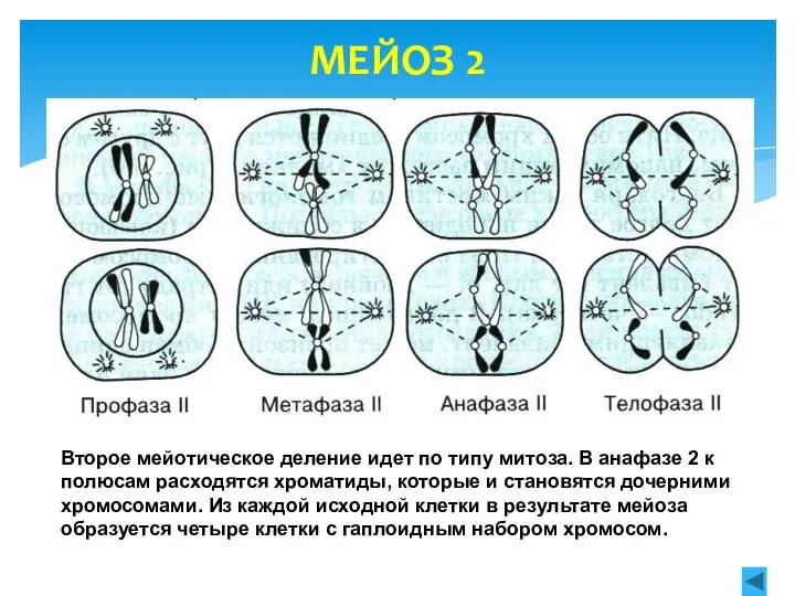 МЕЙОЗ 2 Второе мейотическое деление идет по типу митоза. В