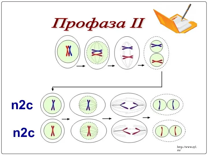 Профаза II n2c n2c http://www.syl.ru/