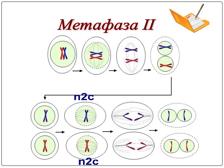 Метафаза II