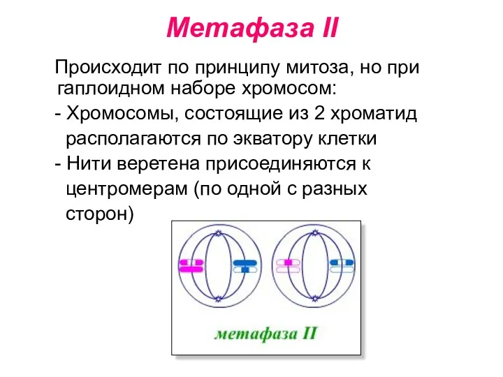 Метафаза II Происходит по принципу митоза, но при гаплоидном наборе