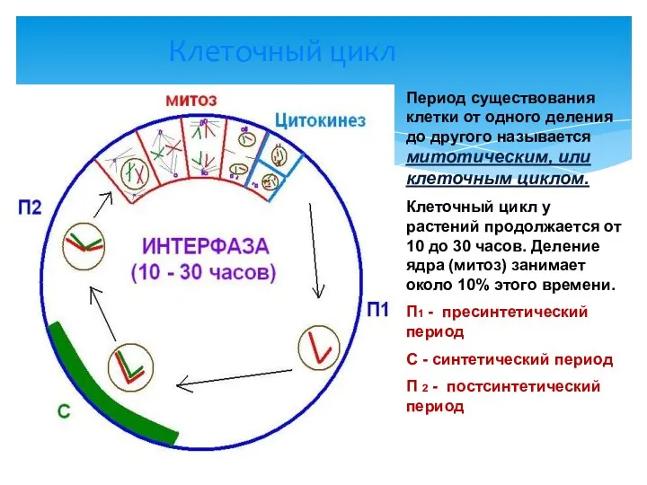 Клеточный цикл Период существования клетки от одного деления до другого