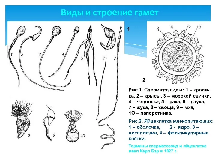 Виды и строение гамет 1 2 Рис.1. Сперматозоиды: 1 –