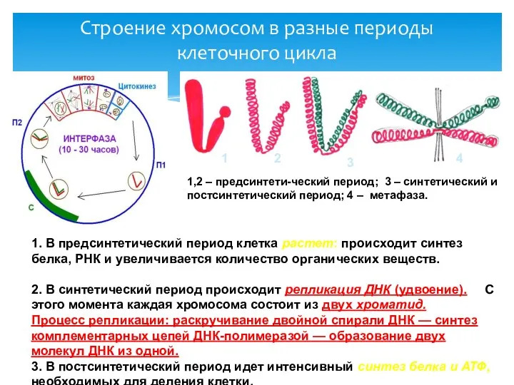 Строение хромосом в разные периоды клеточного цикла 1 2 3