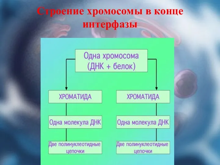 Строение хромосомы в конце интерфазы