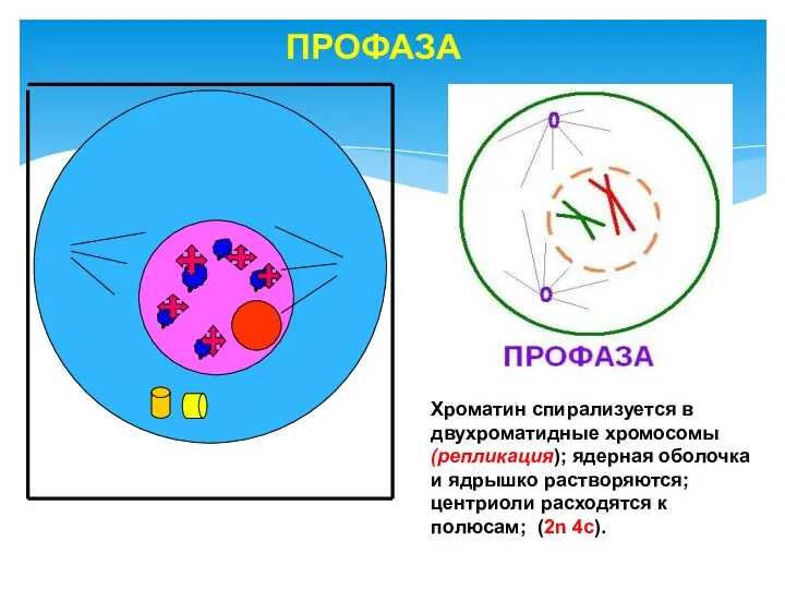 ПРОФАЗА Хроматин спирализуется в двухроматидные хромосомы (репликация); ядерная оболочка и