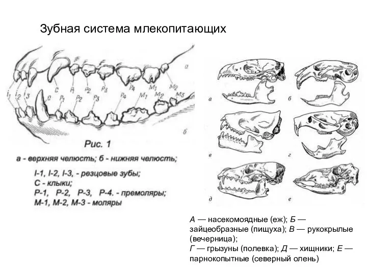 Зубная система млекопитающих А — насекомоядные (еж); Б — зайцеобразные