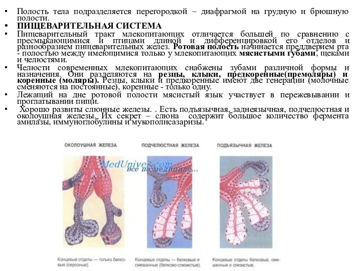 Полость тела подразделяется перегородкой – диафрагмой на грудную и брюшную