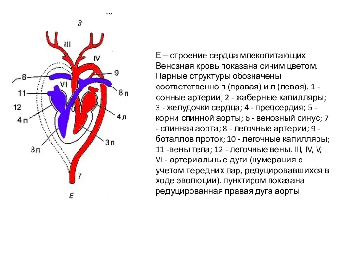 Е – строение сердца млекопитающих Венозная кровь показана синим цветом.