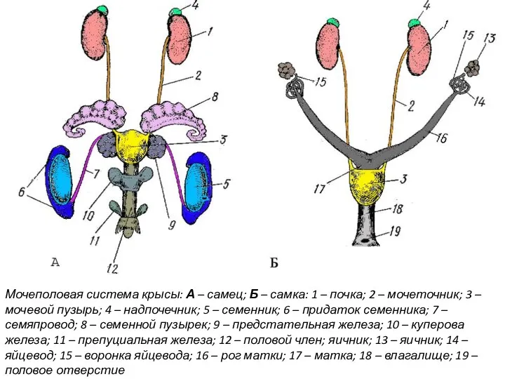 Мочеполовая система крысы: А – самец; Б – самка: 1