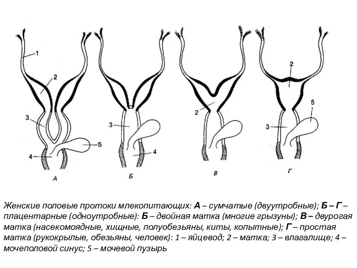 Женские половые протоки млекопитающих: А – сумчатые (двуутробные); Б –