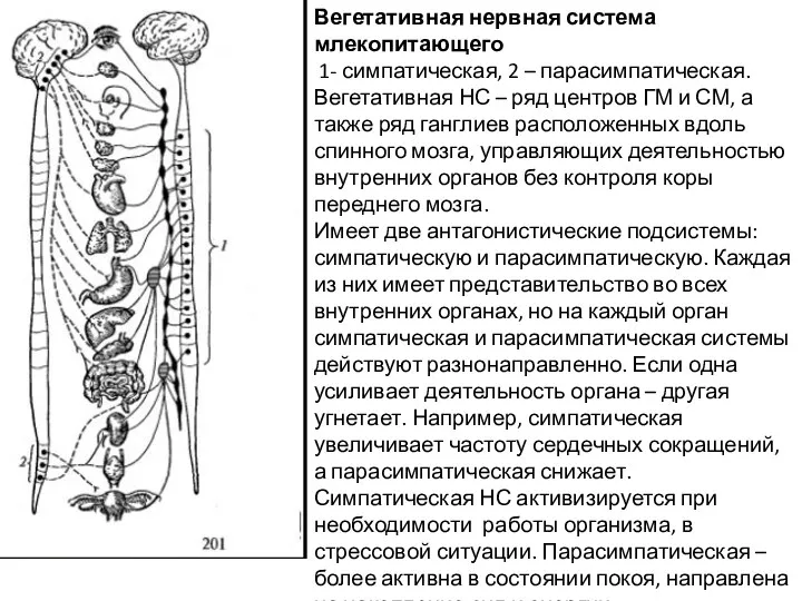 Вегетативная нервная система млекопитающего 1- симпатическая, 2 – парасимпатическая. Вегетативная