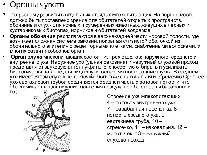 Органы чувств по-разному развиты в отдельных отрядах млекопитающих. На первое