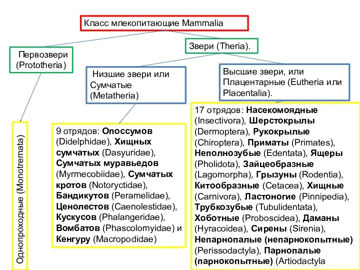 Класс млекопитающие Mammalia Первозвери (Prototheria) Звери (Theria). Низшие звери или