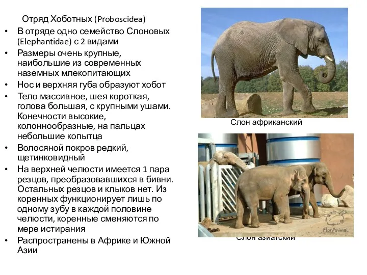 Отряд Хоботных (Proboscidea) В отряде одно семейство Слоновых (Elephantidae) с