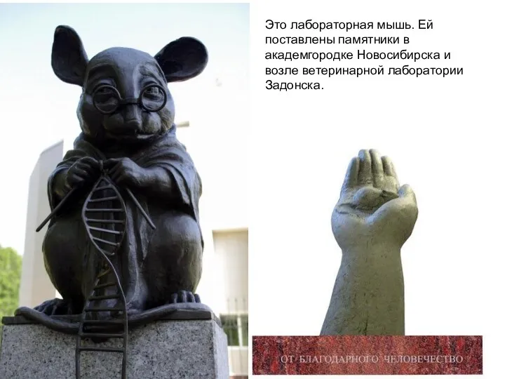 Это лабораторная мышь. Ей поставлены памятники в академгородке Новосибирска и возле ветеринарной лаборатории Задонска.