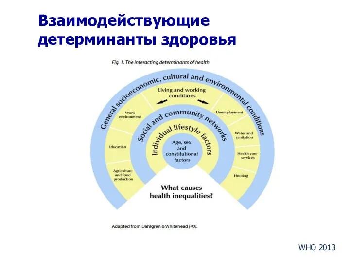 Взаимодействующие детерминанты здоровья WHO 2013