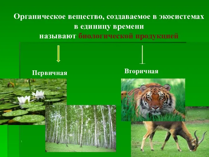 \ Органическое вещество, создаваемое в экосистемах в единицу времени называют биологической продукцией Первичная Вторичная