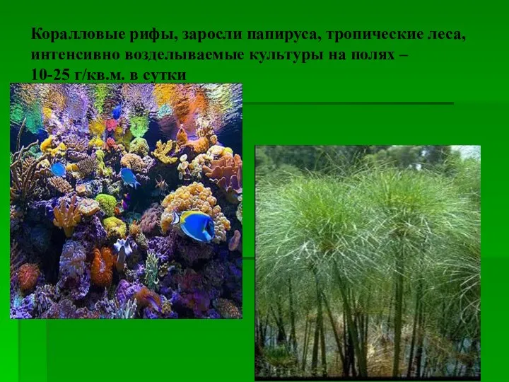 Коралловые рифы, заросли папируса, тропические леса, интенсивно возделываемые культуры на полях – 10-25 г/кв.м. в сутки
