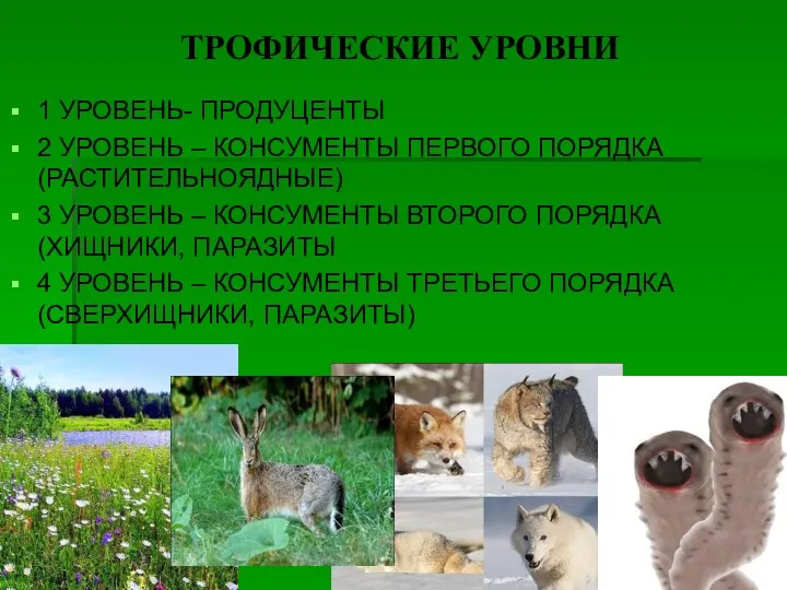 ТРОФИЧЕСКИЕ УРОВНИ 1 УРОВЕНЬ- ПРОДУЦЕНТЫ 2 УРОВЕНЬ – КОНСУМЕНТЫ ПЕРВОГО ПОРЯДКА (РАСТИТЕЛЬНОЯДНЫЕ) 3