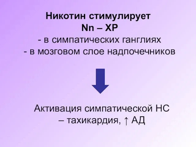 Никотин стимулирует Nn – ХР - в симпатических ганглиях -