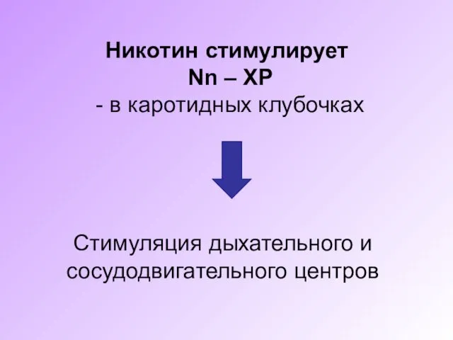 Никотин стимулирует Nn – ХР - в каротидных клубочках Стимуляция дыхательного и сосудодвигательного центров