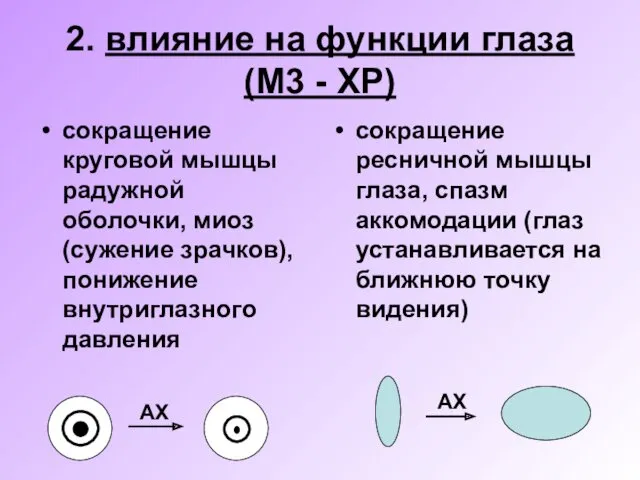 2. влияние на функции глаза (М3 - ХР) сокращение круговой