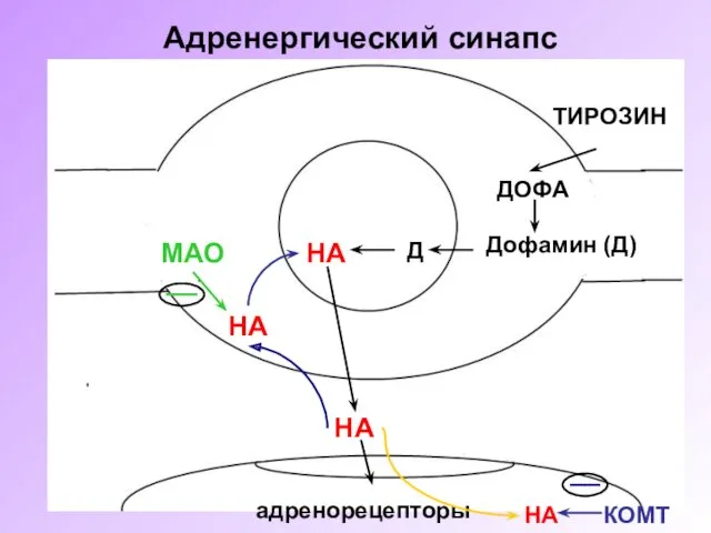 ТИРОЗИН ДОФА Дофамин (Д) Д НА МАО НА адренорецепторы НА __ НА КОМТ __ Адренергический синапс