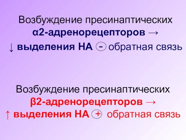 Возбуждение пресинаптических α2-адренорецепторов → ↓ выделения НА - обратная связь