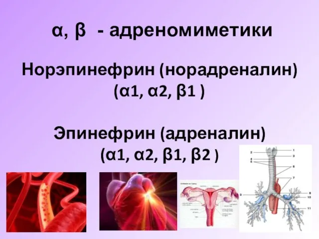 α, β - адреномиметики Норэпинефрин (норадреналин) (α1, α2, β1 )